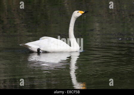 Cygne chanteur (Cygnus cygnus) Nager dans un lac Banque D'Images