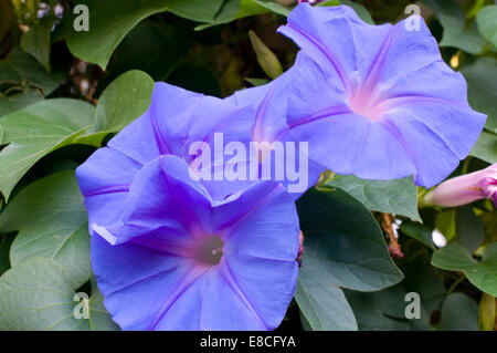 Le liseron des champs (Convolvulus arvensis) est une espèce de liseron des champs Famille de morning glory (Convolvulaceae), originaire d'Europe et Asie Banque D'Images