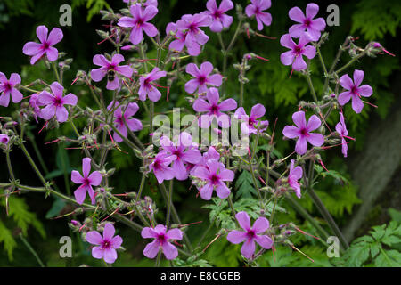 Geranium maderense flowers in garden Adel Leeds Angleterre Juin Banque D'Images