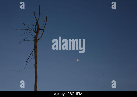 Mae Sot, en Thaïlande. 5Th Oct, 2014. Un arbre mort au milieu d'un no man's land entre la rivière moei qui forme la frontière naturelle entre la Thaïlande et la Birmanie. Credit : ZUMA Press, Inc./Alamy Live News Banque D'Images