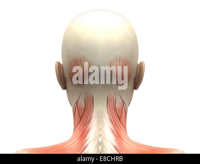 Anatomie des muscles de la tête d'une femme - vue arrière Banque D'Images