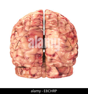 Anatomie du cerveau - Vue arrière isolated on White Banque D'Images