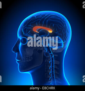 Corps calleux - anatomie du cerveau Banque D'Images