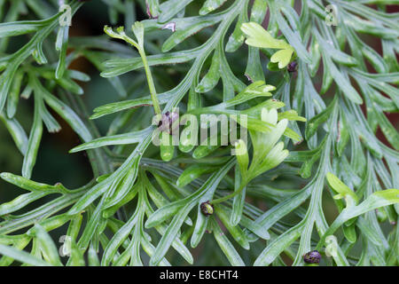 Close up de la poule et des poulets, fougère Asplenium bulbiferum, montrant les petites bulbilles qui poussent de nouvelles plantes Banque D'Images