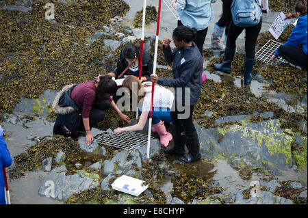 Un groupe d'un niveau grammar school girls les élèves qui étudient l'échantillonnage Biologie des algues et autres créatures en mer des rochers, à une Banque D'Images