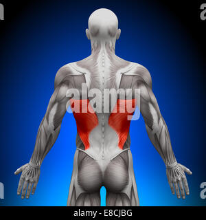 Latissimus Dorsi Muscles - anatomie Banque D'Images