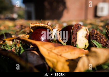 Conkers Banque D'Images