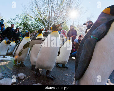 Un troupeau de manchots royaux est encouragée par les visiteurs, tandis que la parade est vacillant les sentiers du Zoo de Zurich le 10 février 2013. Banque D'Images