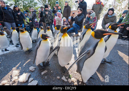 Un troupeau de manchots royaux est encouragée par les visiteurs, tandis que la parade est vacillant les sentiers du Zoo de Zurich le 10 février 2013. Banque D'Images