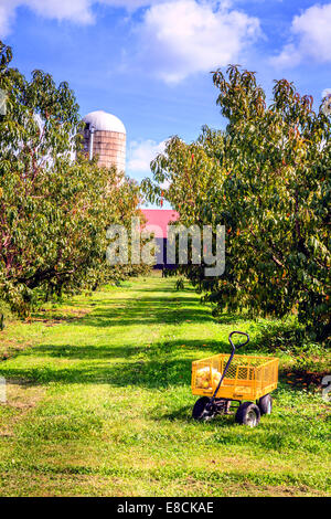 Verger dans le centre du Kentucky à l'automne Banque D'Images