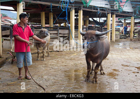 Buffalo solide pour la vente sur le marché de l'élevage Toraja. Le taureau sera sacrifié dans un salon funéraire Toraja. Banque D'Images