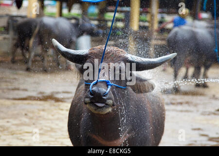 Buffalo solide pour la vente sur le marché de l'élevage Toraja. Le taureau sera sacrifié dans un salon funéraire Toraja. Banque D'Images