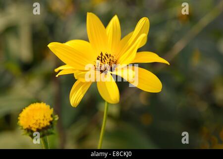 Topinambur ou topinambour (Helianthus tuberosus). Banque D'Images