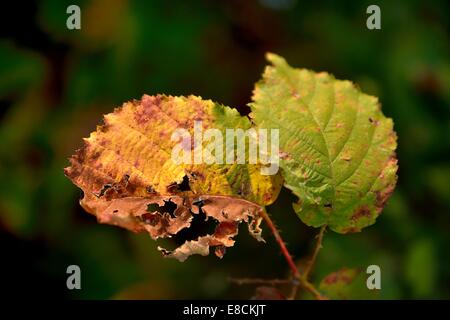 Le noisetier commun feuilles en automne (Corylus avellana) Banque D'Images