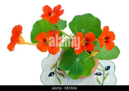 Fleurs d'un orange vif nasturtium avec arrondies, feuilles vertes dans un vase en céramique. Sont présentés sur un fond blanc. Banque D'Images
