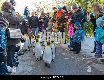 Un troupeau de manchots royaux est encouragée par les visiteurs, tandis que la parade est vacillant les sentiers du Zoo de Zurich le 10 février 2013. Banque D'Images