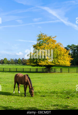 Cheval à l'Irish National Stud Tully, centre de reproduction, Kildare, dans le comté de Kildare, Irlande Banque D'Images