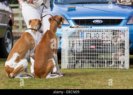 South Wingfield, Derbyshire, Royaume-Uni. 5e octobre 2014. Une paire lurchers watch Chiots jouant au Derbyshire lurchers et Longdogs Championnat d'automne. Les concurrents passent l'été dans le cadre de la saison de spectacles Lurcher montre à travers le Royaume-Uni afin de se qualifier pour les championnats du spectacle. Lurchers et Terriers sont jugés non seulement sur la santé et la conformation mais aussi sur la question de savoir si elles sont ou non aptes à l'emploi comme chiens de travail. Credit : penny fillingham/Alamy Live News Banque D'Images