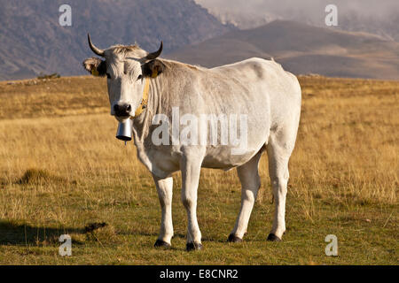 Vache à lait blanc donnant sur belle vista sur prairie dans l'Appennins Banque D'Images
