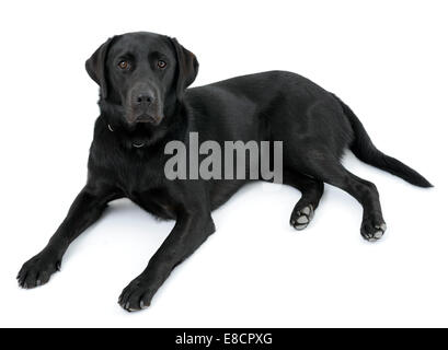 Chien labrador noir couché découper isolé sur fond blanc Banque D'Images