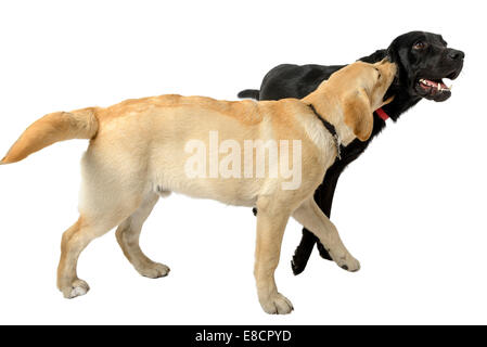 Labrador Retriever noir et jaune à découper isolé sur fond blanc Banque D'Images