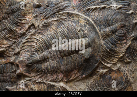 Close up d'un Fossile de trilobite bien conservé Banque D'Images