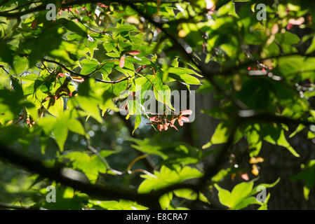 Graines de platane éclairé par le soleil d'automne entouré de feuilles de platane rétroéclairé. Banque D'Images