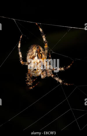 Araneus Diadematus British Garden Spider dans son site web Banque D'Images