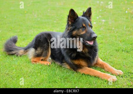 Bohemian Shepherd - race nationale tchèque de 1985, officiellement République Tchèque Banque D'Images