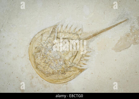 Close up d'un Fossile de trilobite bien conservé Banque D'Images