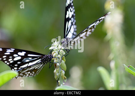 Papillons Danainae Dark Blue Tiger (Tirumala septentrionis) Banque D'Images