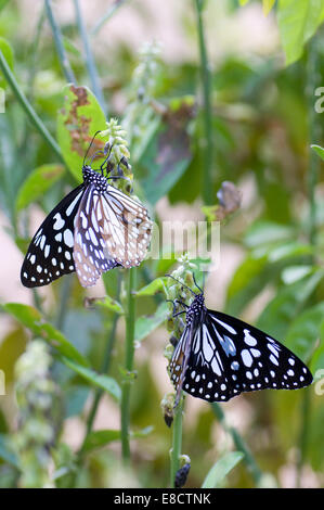 Papillons Danainae Dark Blue Tiger (Tirumala septentrionis) Banque D'Images