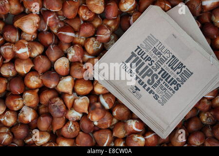 Ampoules tulipes à vendre, ampoules de la tulipe à tige courte Kaufmanniana Johann Strauss à vendre dans un centre de jardin, Angleterre, Royaume-Uni. Banque D'Images