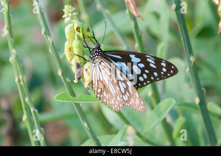 Danainae papillon. Dark Blue Tiger (Tirumala septentrionis) Banque D'Images