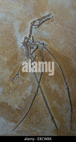 Close up d'un fossile de dinosaure bien conservé Banque D'Images