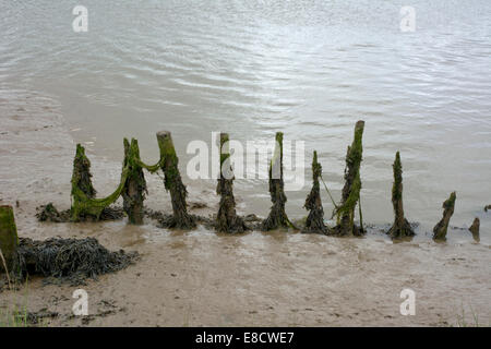 Rangée de vieux bois épis, rivière Blyth, Walberswick, Suffolk, Angleterre. Banque D'Images