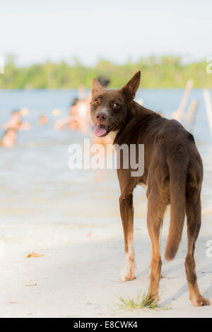 Chien errant sur la plage Banque D'Images