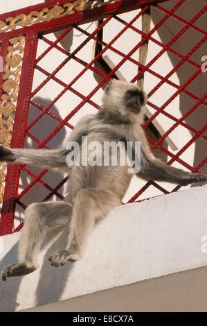 Singe Langur indiennes face noir assis sur un balcon de l'hôtel. Langurs gris ou langurs Hanuman, la plus répandue de l'Asie langurs S Banque D'Images