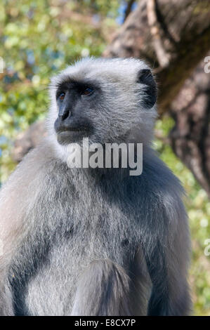 Close up of black face Langur monkey en Indien soleil pommelé dans les arbres. Langurs gris ou Hanuman langurs, Rishikesh Inde Banque D'Images