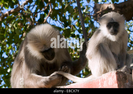 Close up of black face Mère singe Langur indien sa toilette bébé dans la lumière du soleil pommelé dans les arbres. Langurs Hanuman ou gris Banque D'Images