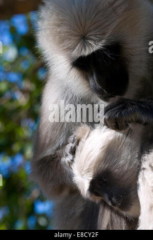 Close up of black face Mère singe Langur indien sa toilette bébé dans la lumière du soleil pommelé dans les arbres. Langurs gris Banque D'Images