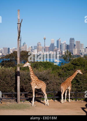 Une vue de la célèbre girafe, le port de Sydney et Sydney skyline de la ville de Kotor, Sydney, Australie. Banque D'Images