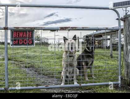 Deux chiens de berger allemand debout derrière un protecteur mobile leur maison. Il y a une Attention au chien signe sur la porte. Banque D'Images