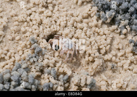 L'un des nombreux petits crabes fantômes sur la plage de Dar es Salaam - probablement Ocypode ryderi mais peut être une autre espèce. Banque D'Images