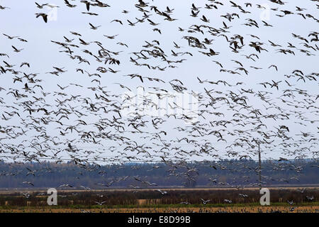 Konnunsuo Lappeenranta, Finlande. 5 octobre, 2014. Branta leucopsis Bernache nonnette, rassemblement de troupeau migration Konnunsuo Lappeenranta, Finlande Crédit : ESA/Hiltula Alamy Live News Banque D'Images