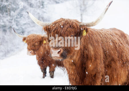 Scottish Highland cattle dans la neige, Brandenberg, Tyrol, Autriche Banque D'Images