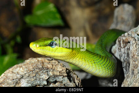 Le cerf rouge (Gonyosoma oxycephalum vert), en Asie du sud-est Banque D'Images