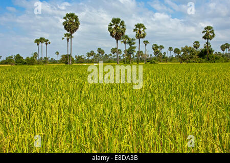 Rizière avec Palmyre ou Palmiers Palmiers Toddy (Borassus flabellifer), près de Pursat, Cambodge Banque D'Images
