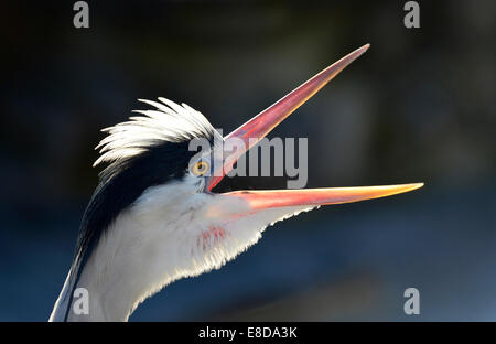 Héron cendré (Ardea cinerea), appelant, portrait avec un bec ouvert, Allemagne Banque D'Images