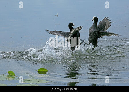 La lutte contre Foulques eurasien (Fulica atra), Nordrhein-Westfalen, Allemagne Banque D'Images